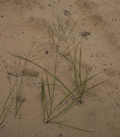 Aristida tuberculosa, photographed by aarongunnar