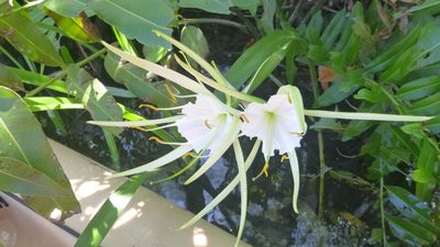 Hymenocallis rotata, photographed by dande