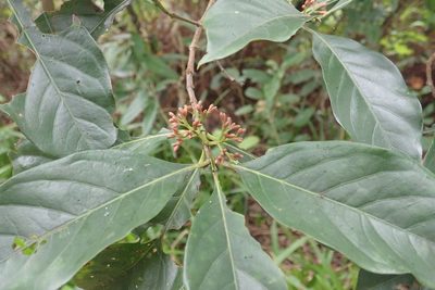 Aidia cochinchinensis, photographed by Meng-Ying Tsai