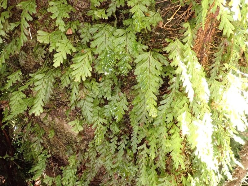 Hymenophyllum dicranotrichum, photographed by John Brew