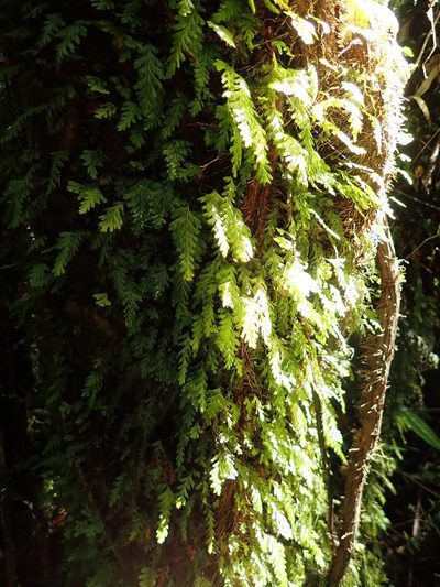 Hymenophyllum dicranotrichum, photographed by John Brew