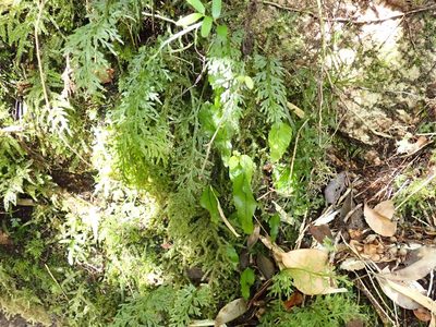 Hymenophyllum caudatum, photographed by John Brew