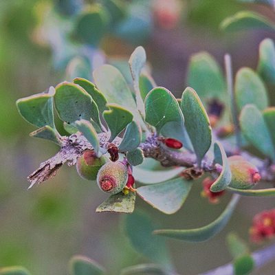 Schoepfia californica, photographed by Bill Levine