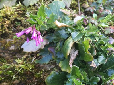 Arabis rosea, photographed by Jason Grant