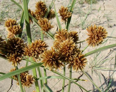 Cyperus glomeratus, photographed by Юрий Данилевский (Yuriy Danilevsky)
