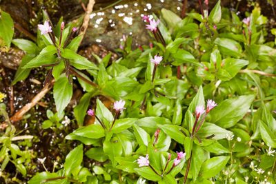 Epilobium alsinifolium, photographed by Drepanostoma
