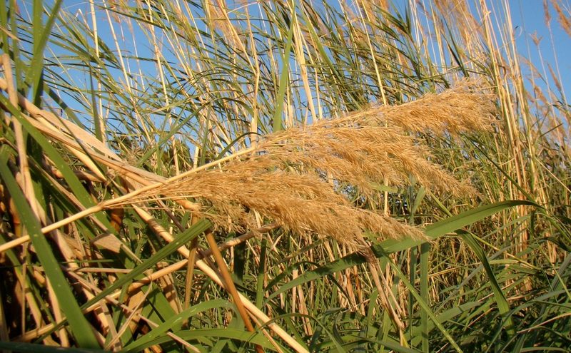 Calamagrostis pseudophragmites, photographed by Юрий Данилевский (Yuriy Danilevsky)