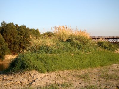 Calamagrostis pseudophragmites, photographed by Юрий Данилевский (Yuriy Danilevsky)