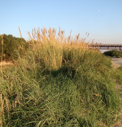 Calamagrostis pseudophragmites, photographed by Юрий Данилевский (Yuriy Danilevsky)