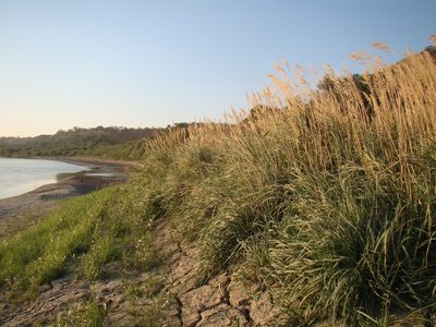 Calamagrostis pseudophragmites, photographed by Юрий Данилевский (Yuriy Danilevsky)