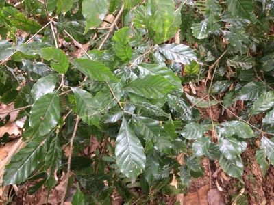 Lithocarpus konishii, photographed by 呂一起(Lyu yi-chi)