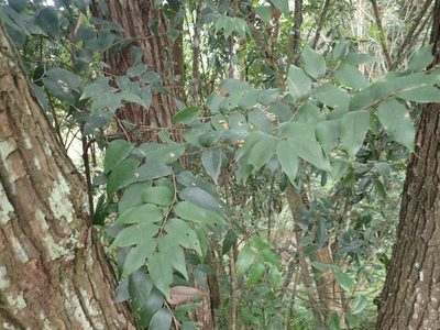 Castanopsis eyrei, photographed by 呂一起(Lyu yi-chi)