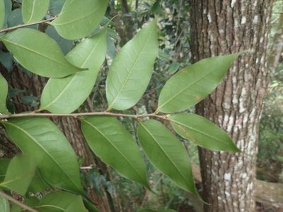 Castanopsis eyrei, photographed by 呂一起(Lyu yi-chi)