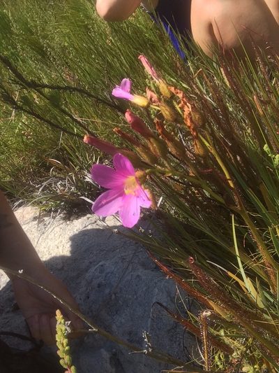 Drosera regia, photographed by Sam McCarren