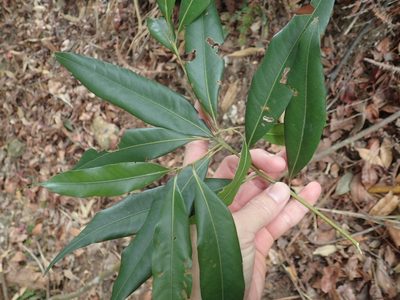 Lithocarpus nantoensis, photographed by 呂一起(Lyu yi-chi)