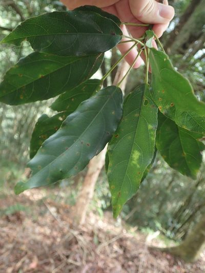 Sloanea dasycarpa, photographed by 呂一起(Lyu yi-chi)