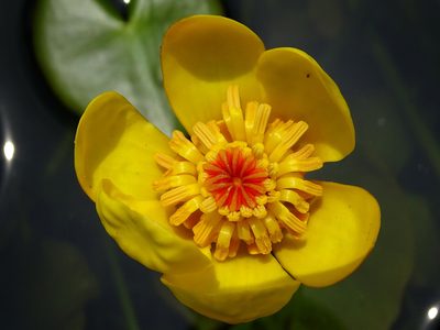 Nuphar pumila, photographed by 葉子