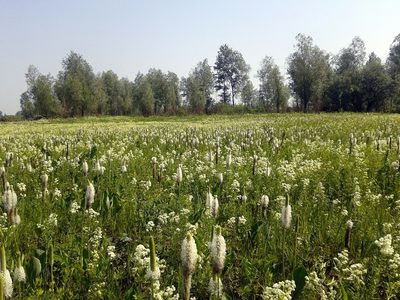 Plantago maxima, photographed by Георгий