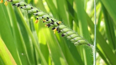 Urochloa eminii, photographed by Ong Jyh Seng