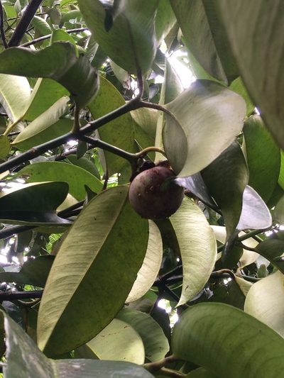 Garcinia mangostana, photographed by Greg III Espera