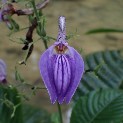 Brillantaisia owariensis, photographed by Zygy