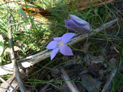 Wahlenbergia stricta, photographed by Donald Hobern