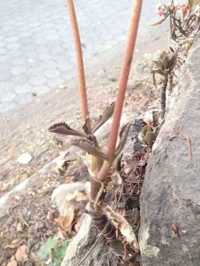 Kalanchoe crenata, photographed by Matt Schultz