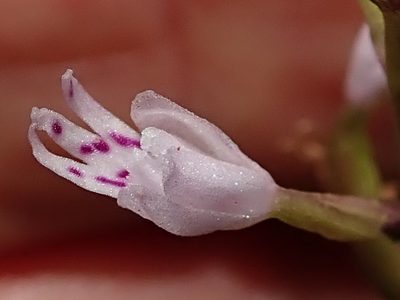 Stenoglottis fimbriata, photographed by Peter Warren