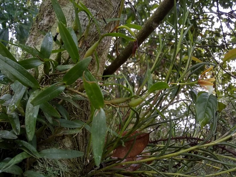 Dinema polybulbon, photographed by Oscar Marín