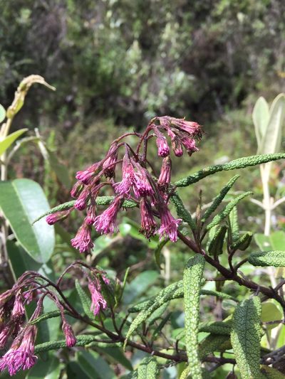 Aristeguietia glutinosa, photographed by Diego F. Cisneros-Heredia