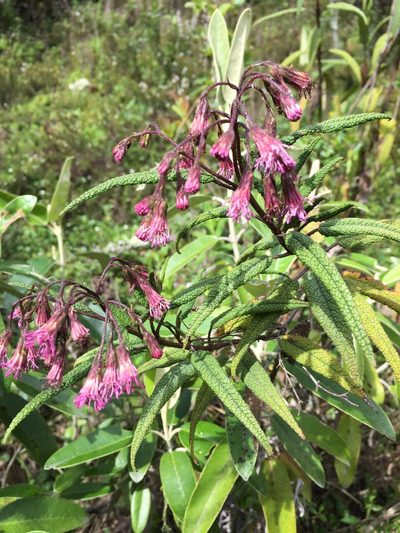 Aristeguietia glutinosa, photographed by Diego F. Cisneros-Heredia