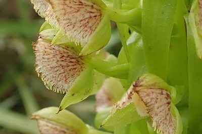 Pterygodium magnum, photographed by Peter Warren