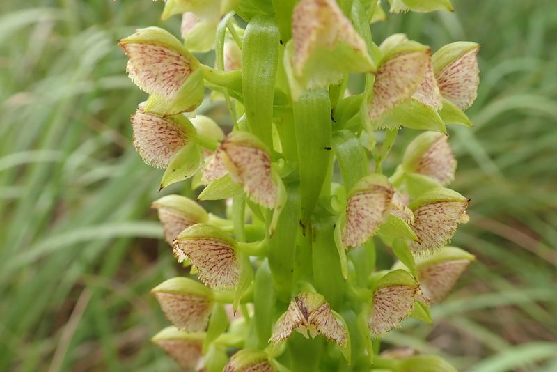 Pterygodium magnum, photographed by Peter Warren