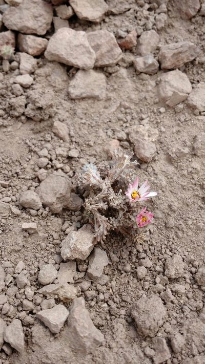 Chaetanthera lycopodioides, photographed by Nicolás Lavandero