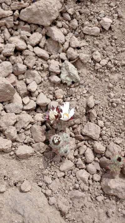 Chaetanthera pusilla, photographed by Nicolás Lavandero