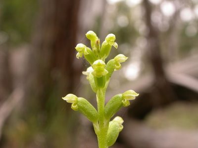 Microtis parviflora, photographed by Donald Hobern