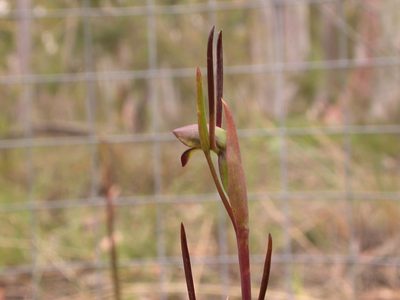 Orthoceras strictum, photographed by Donald Hobern