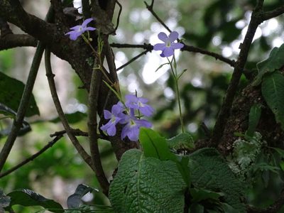 Streptocarpus silvaticus, photographed by Peter Warren