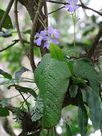 Streptocarpus silvaticus, photographed by Peter Warren