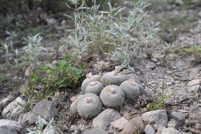 Epithelantha potosina, photographed by Pedro Nájera Quezada