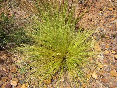 Ficinia minutiflora, photographed by douglaseustonbrown