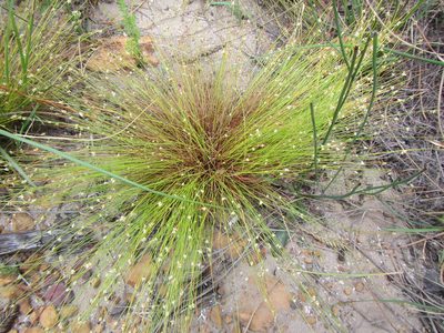 Ficinia minutiflora, photographed by douglaseustonbrown