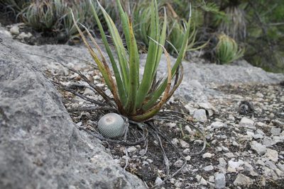 Epithelantha potosina, photographed by Pedro Nájera Quezada