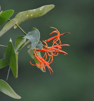 Psittacanthus cordatus, photographed by Todd Boland