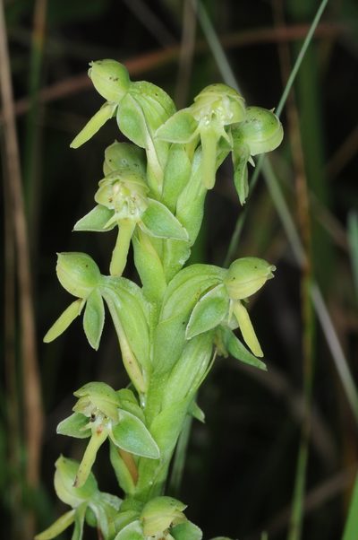 Habenaria hexaptera, photographed by aacocucci