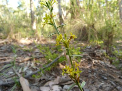 Pimelea curviflora, photographed by Donald Hobern
