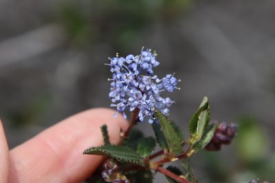 Ceanothus tomentosus, photographed by Millie Basden