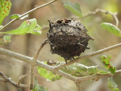 Randia echinocarpa, photographed by Francisco Farriols Sarabia