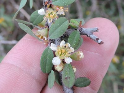 Prunus minutiflora, photographed by Sam Kieschnick