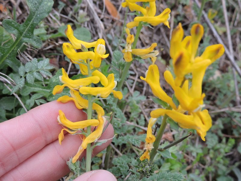 Corydalis curvisiliqua, photographed by Sam Kieschnick